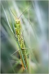 339 - MANTIS RELIGIOSA 1 - BODRY GASTON - luxembourg <div